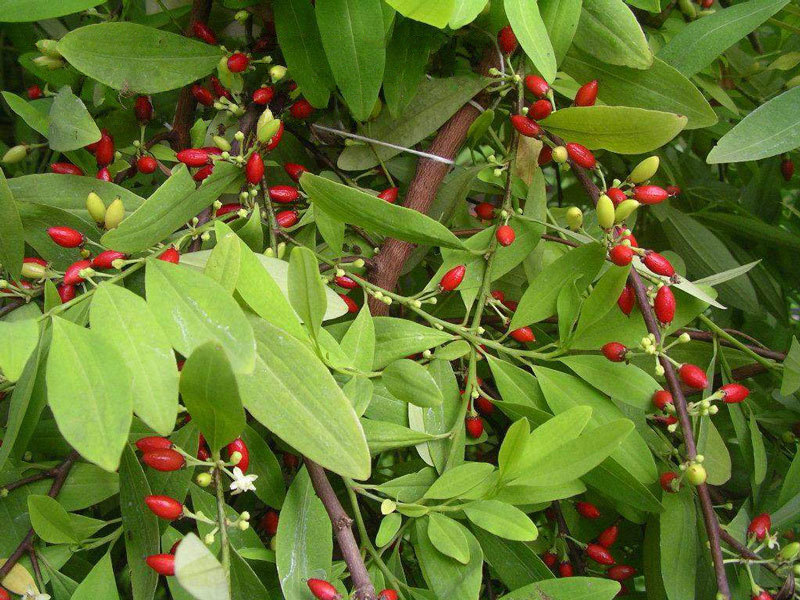 Colombian Coca