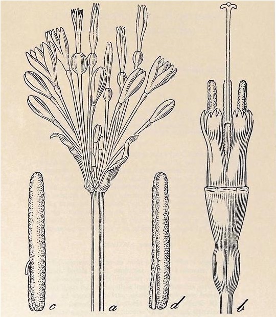 Stenomesson leucanthum