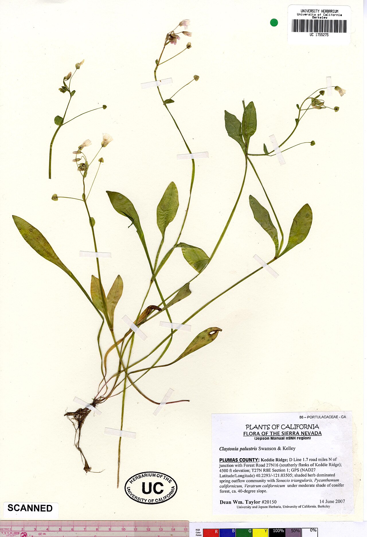 Claytonia palustris