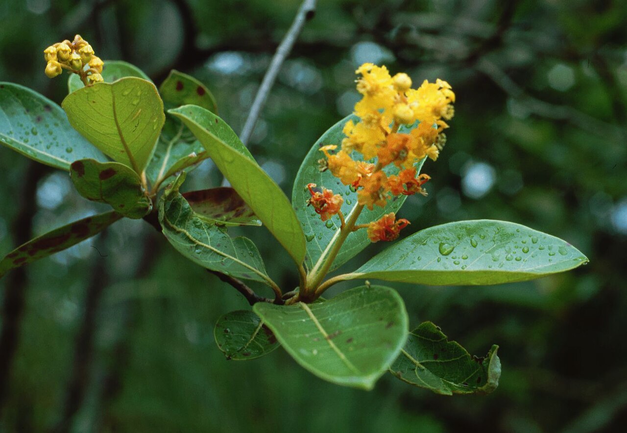 Byrsonima crassifolia