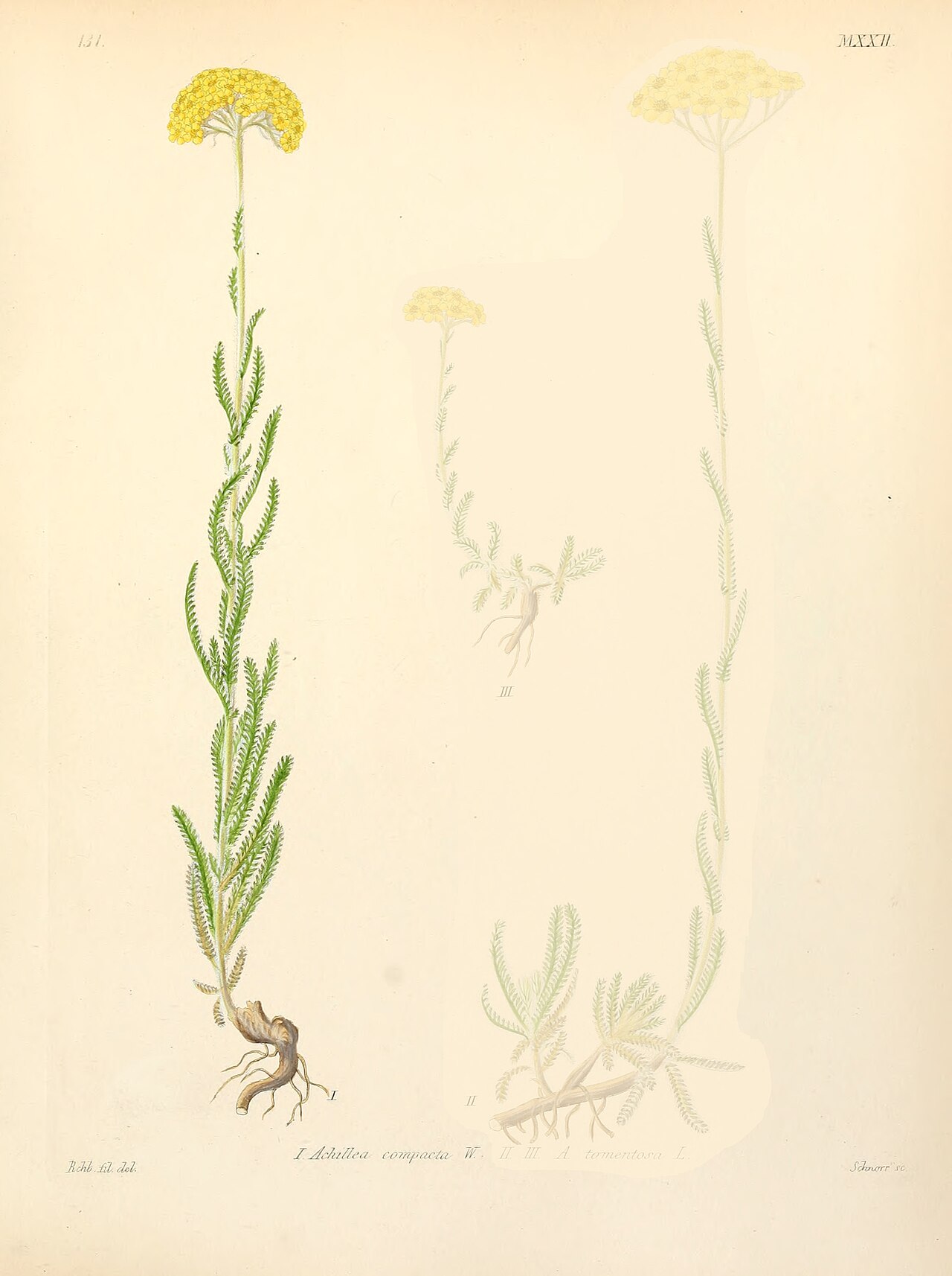 Achillea coarctata