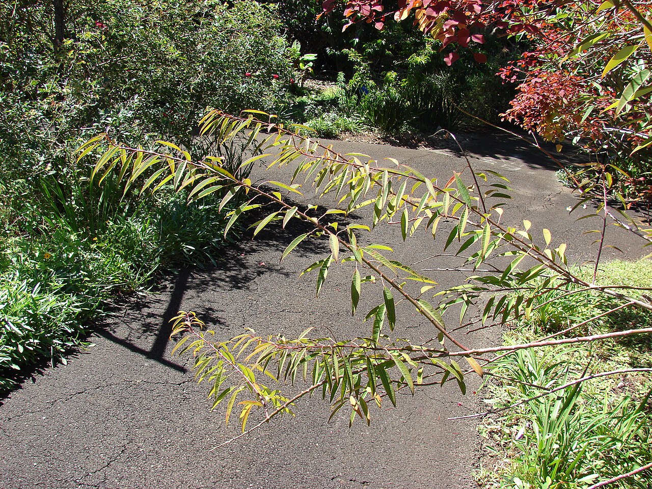 Euphorbia fulgens