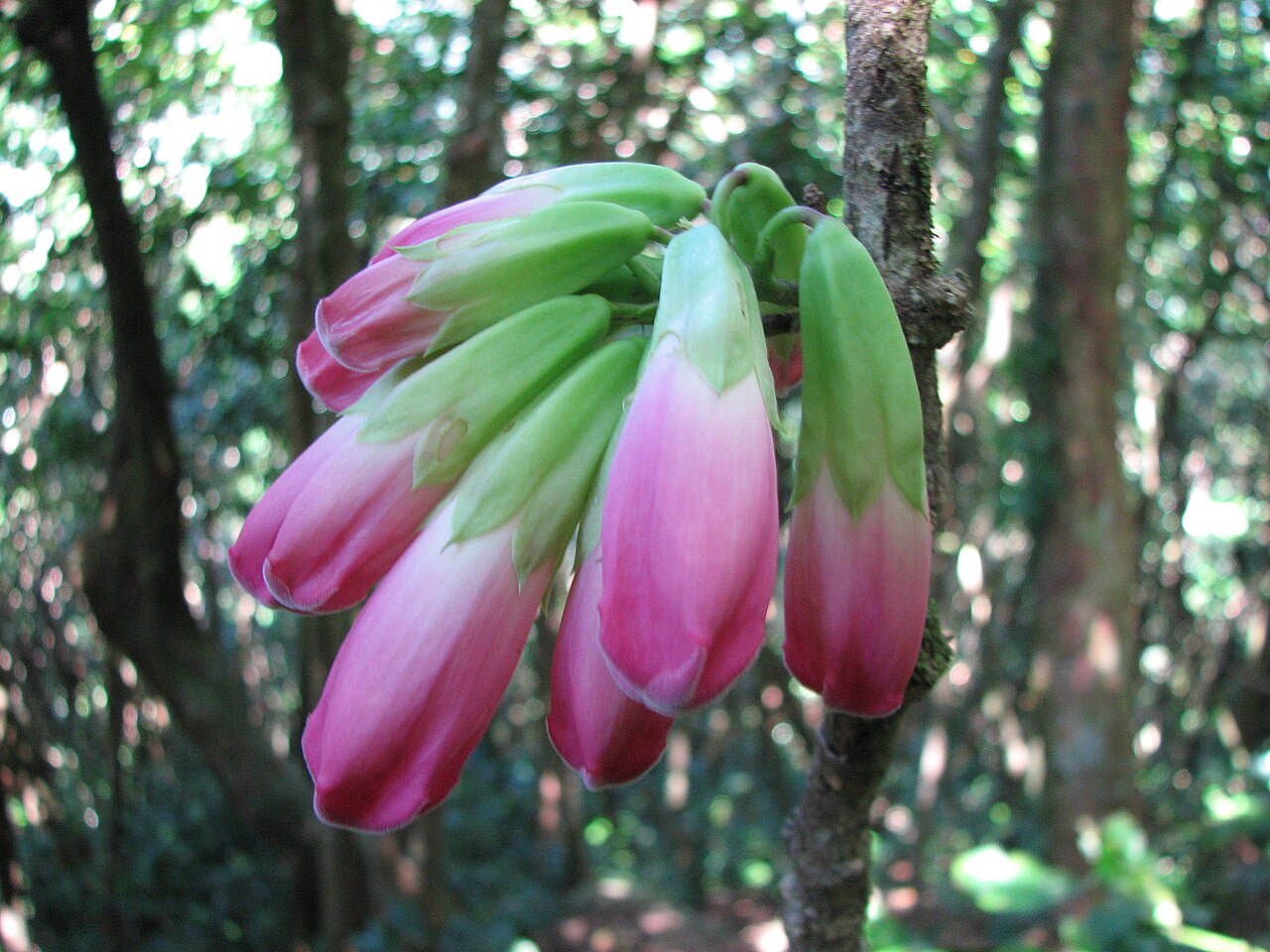 Tecomanthe hillii