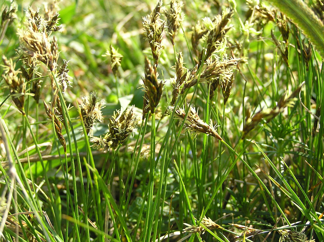 Carex praecox
