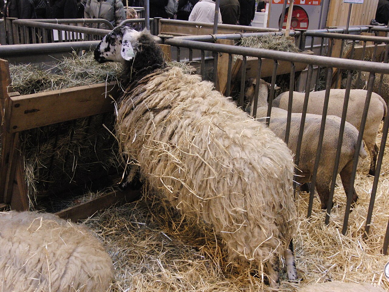 Rava sheep