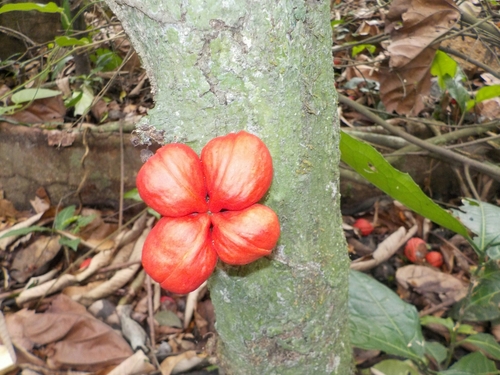 Cola nigerica