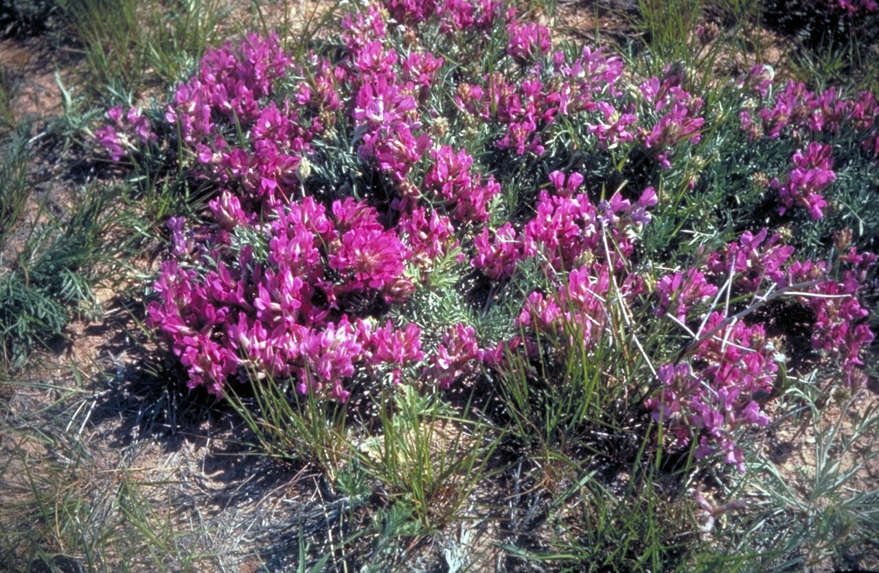 Ground plum or buffalo plum