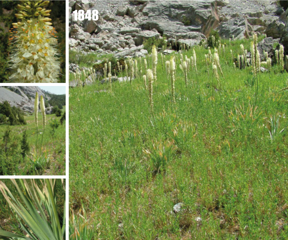 Eremurus kaufmannii