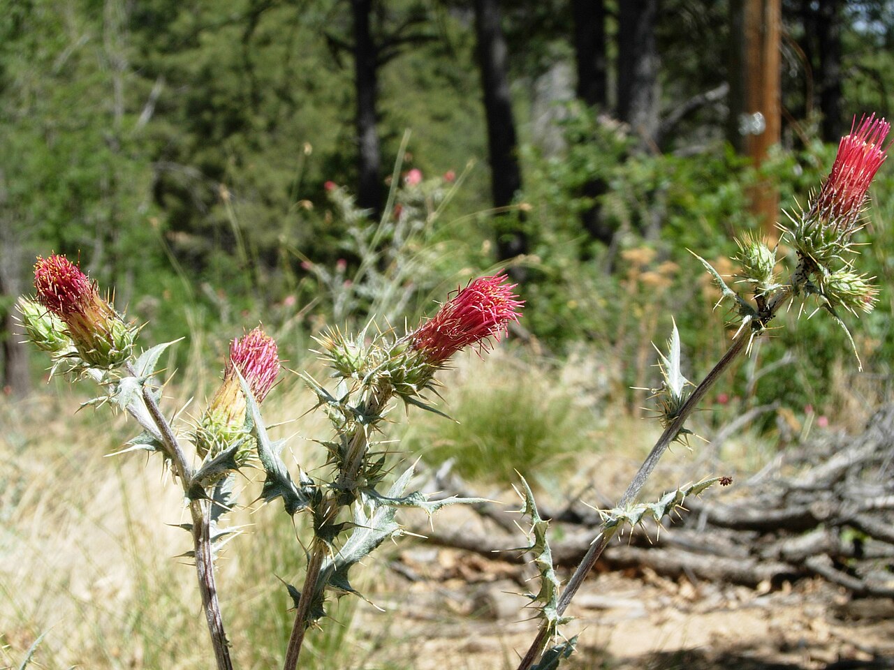 Cirsium drummondii