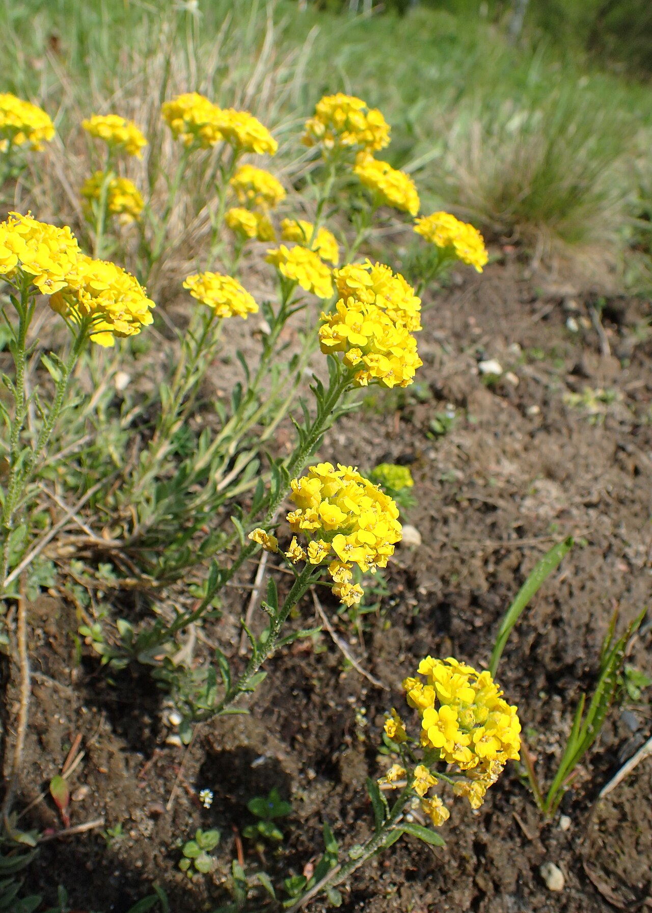 Alyssum montanum