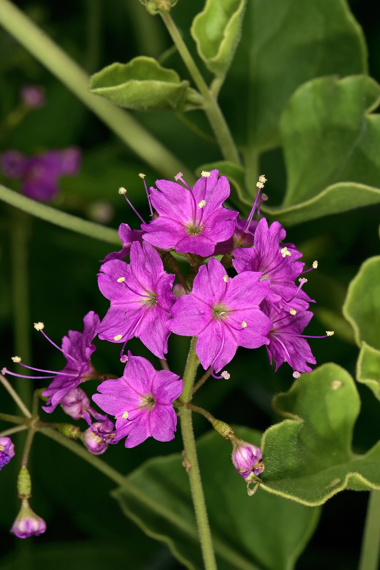 Commicarpus pilosus