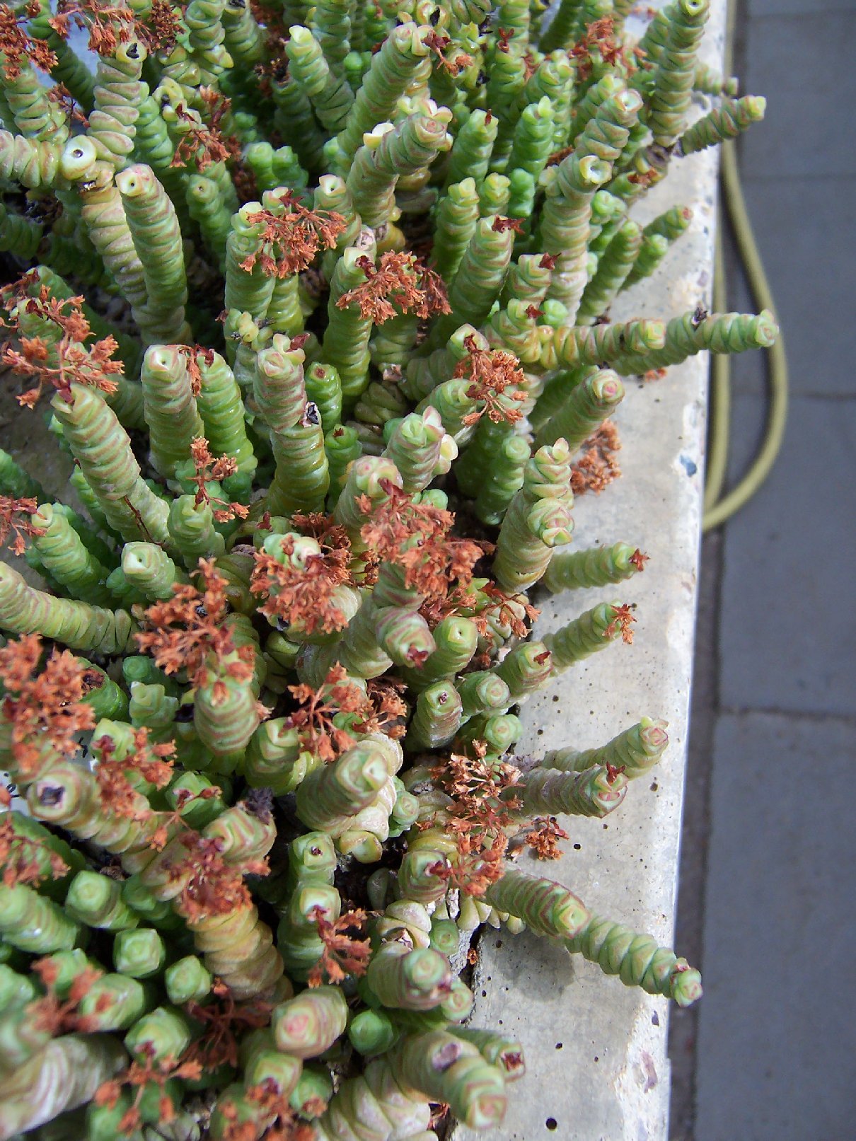 Crassula rupestris