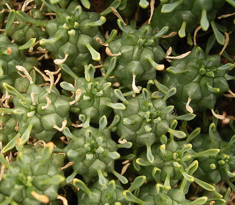Euphorbia clavarioides