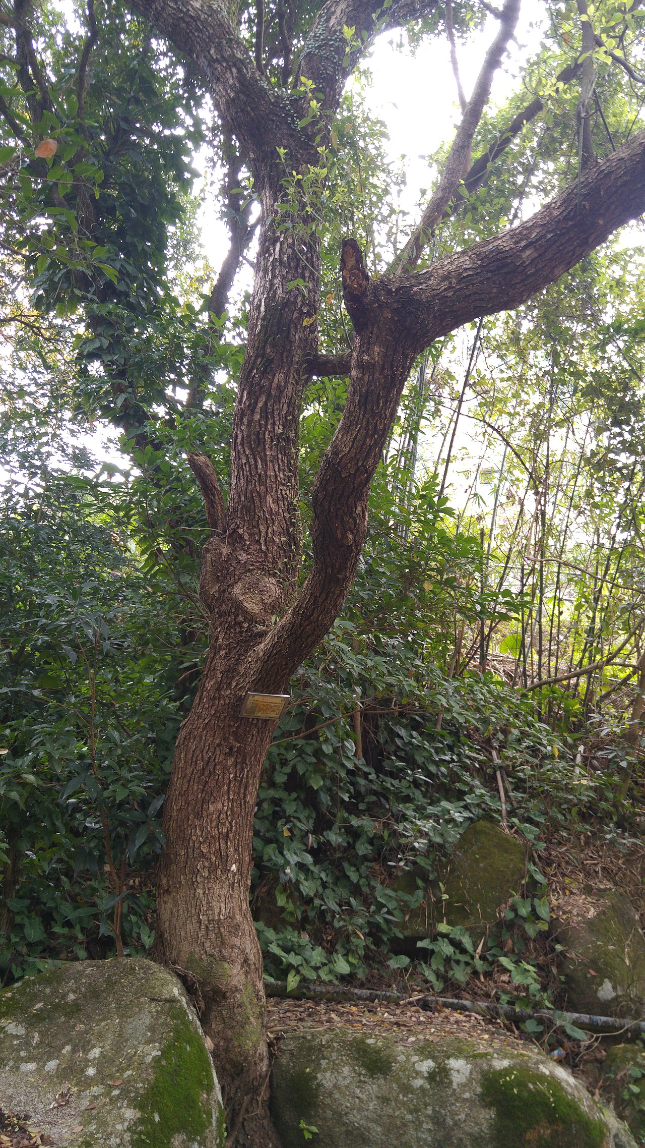 Cinnamomum parthenoxylon