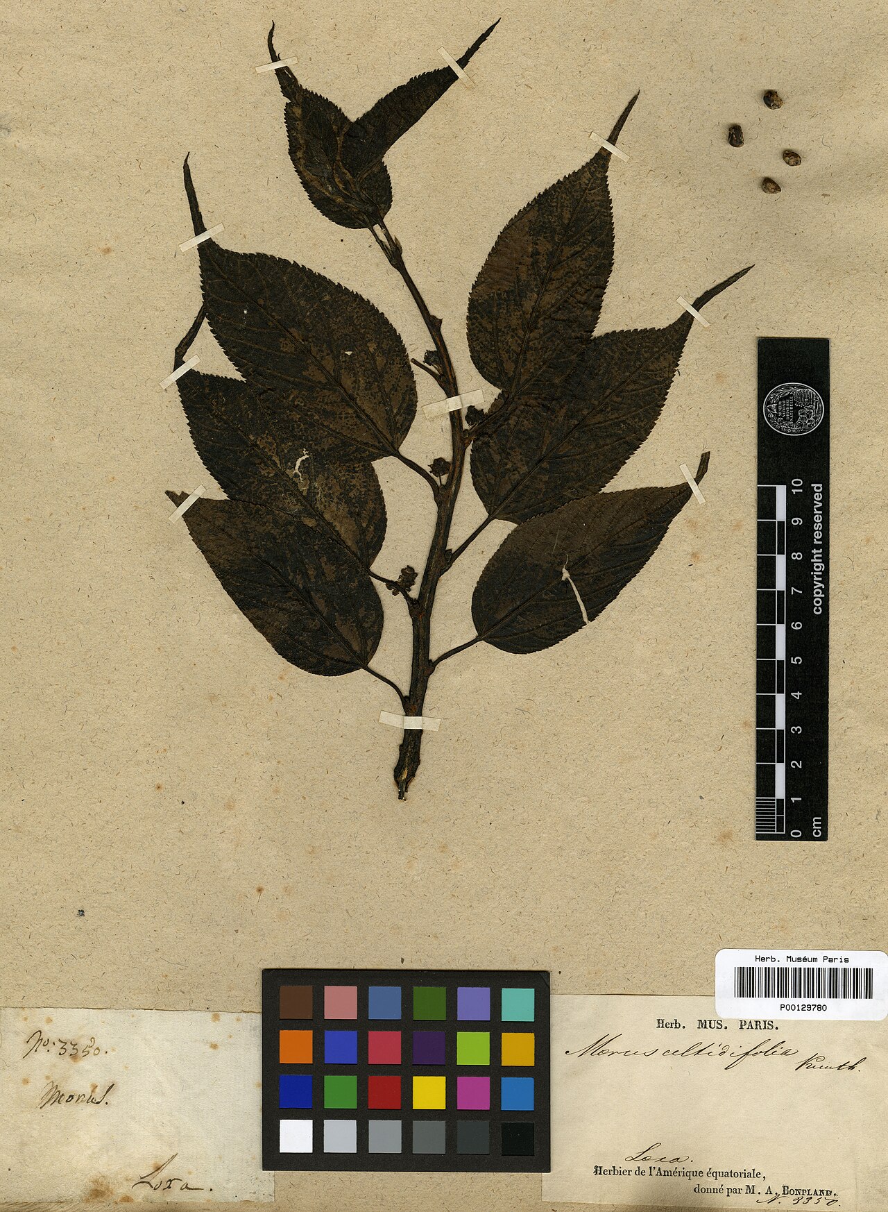 Morus celtidifolia