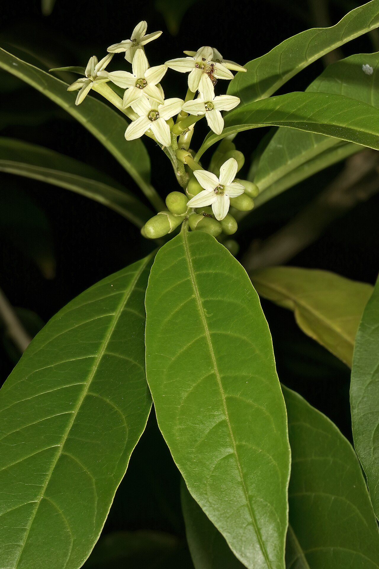 Cestrum laevigatum