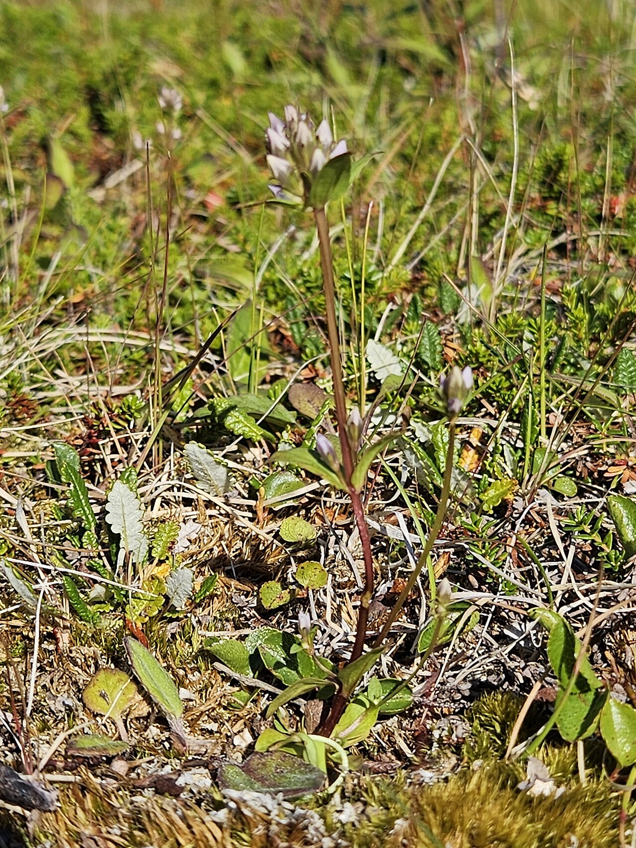 Gentianella aurea