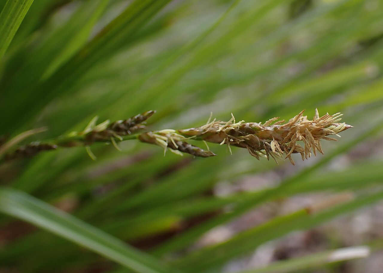 Carex appropinquata