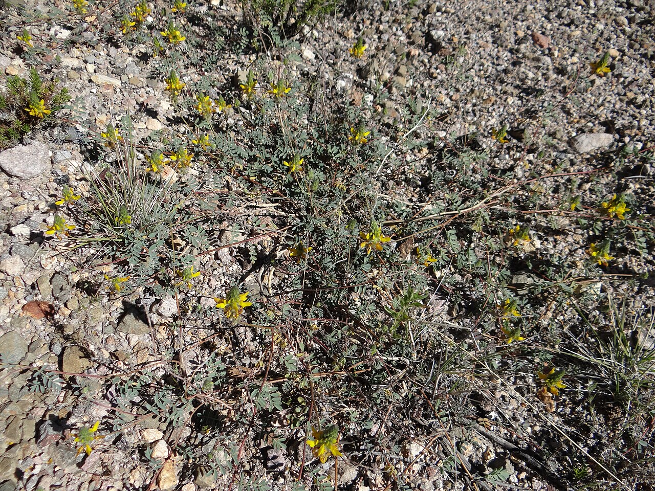 Dalea pennellii