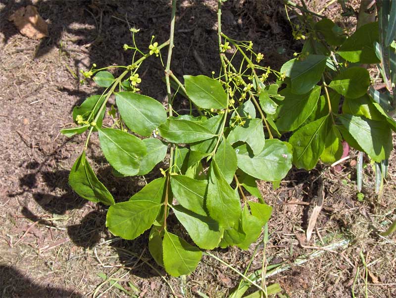 Euonymus japonicus