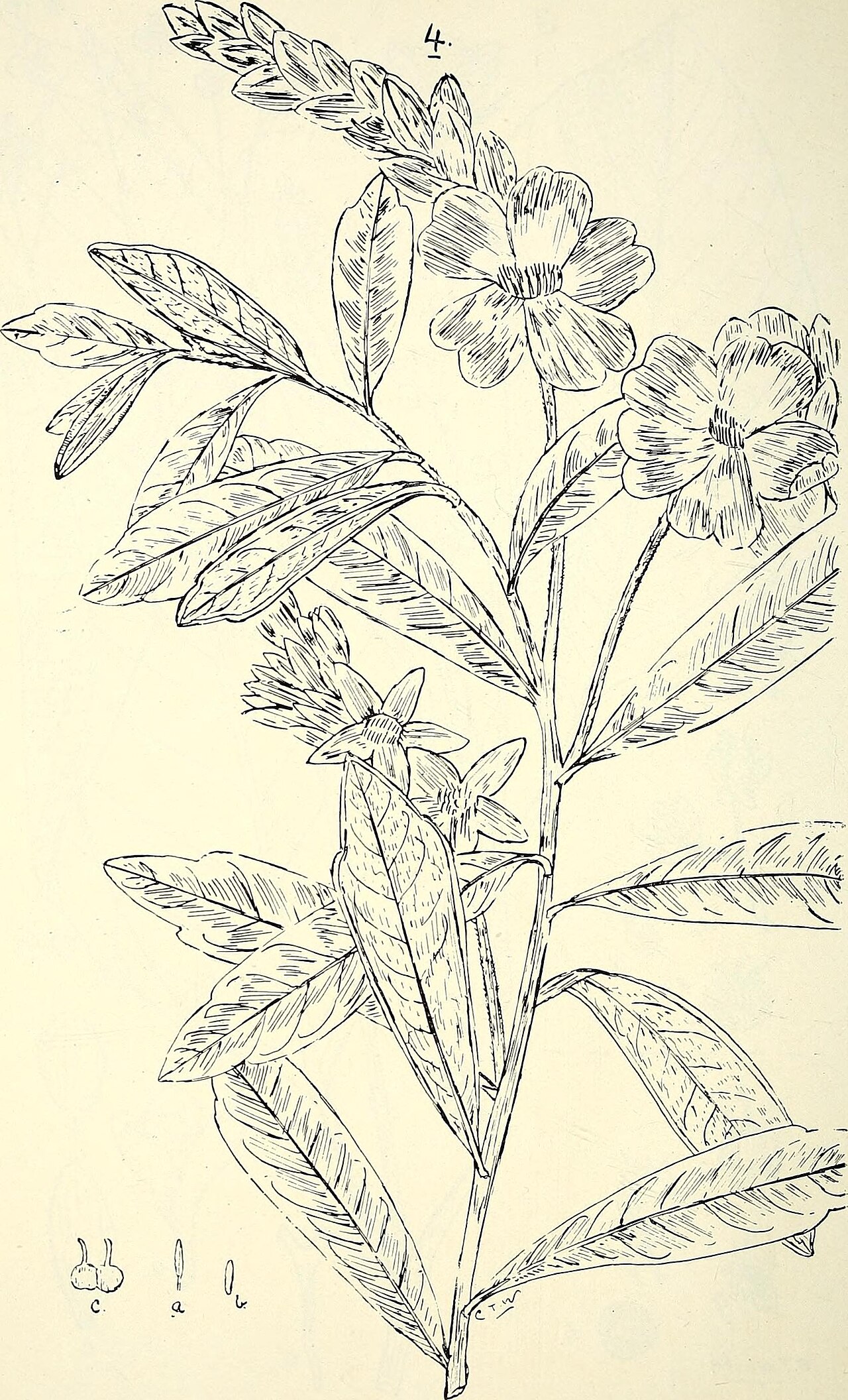 Hairy guinea-flower