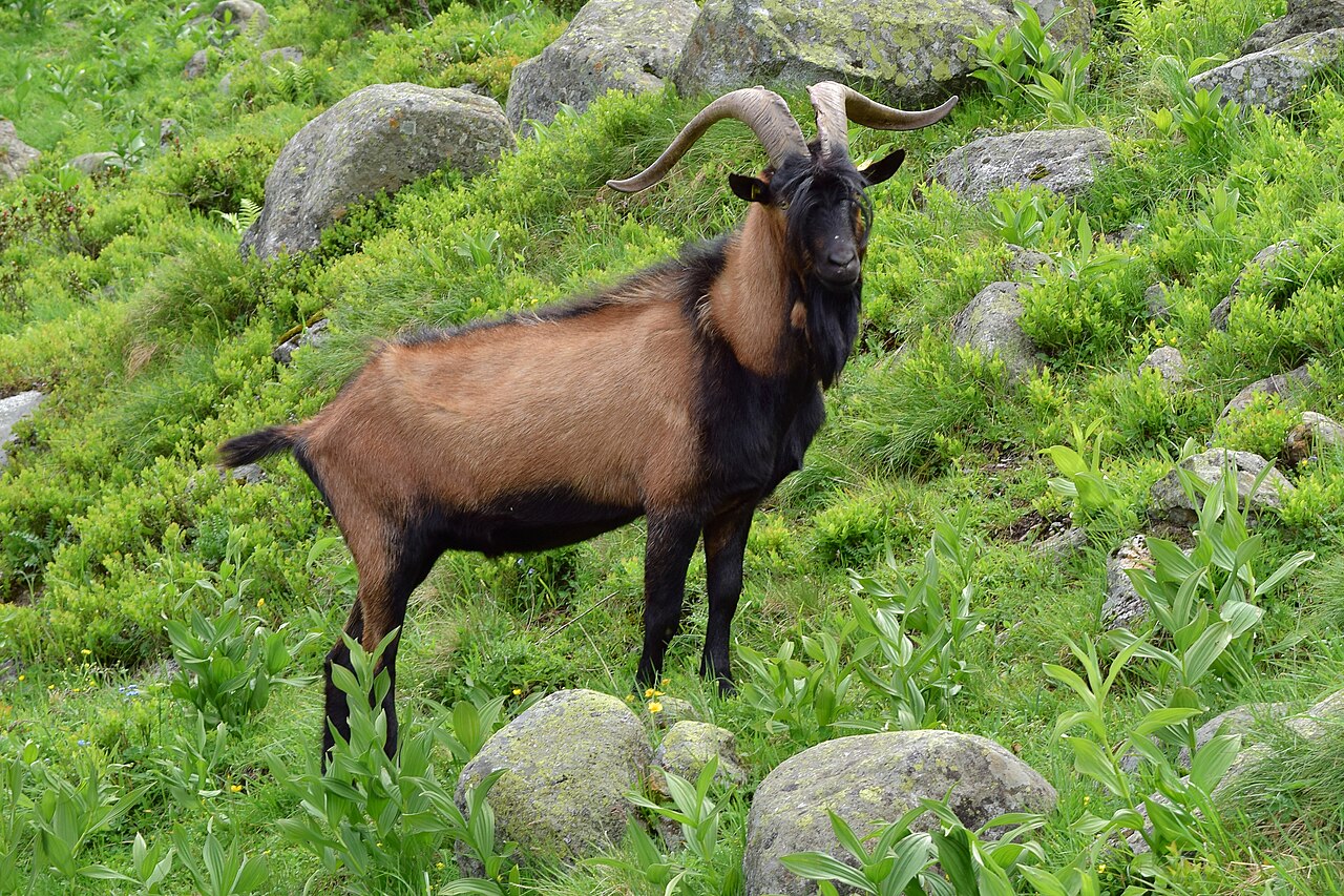 Pinzgau goat