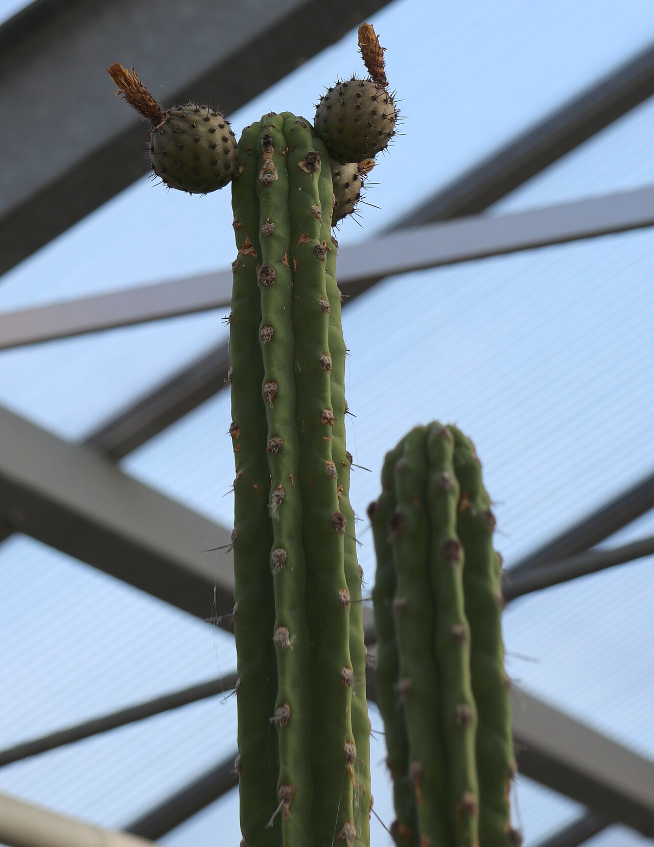 Corryocactus brachypetalus