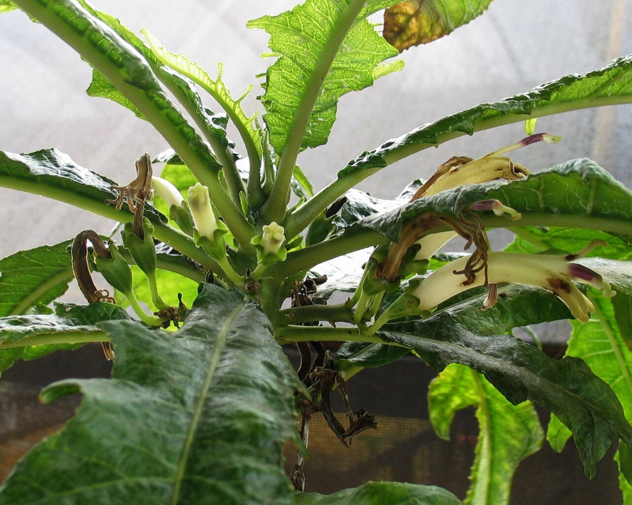 Cyanea pinnatifida