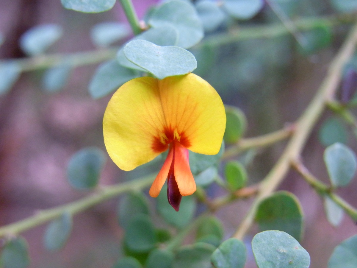 Bossiaea rhombifolia