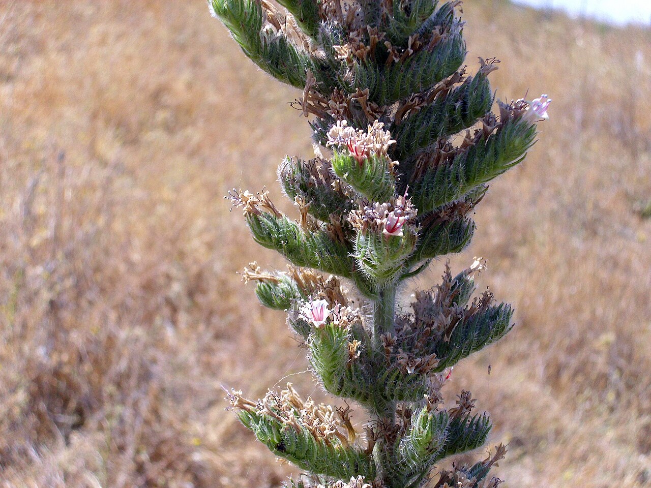Echium boissieri