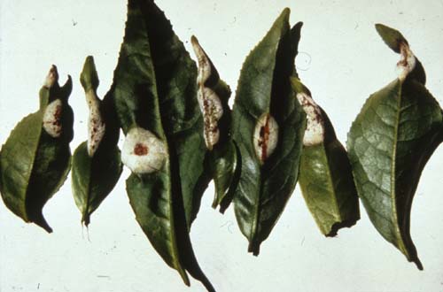 Exobasidium vexans