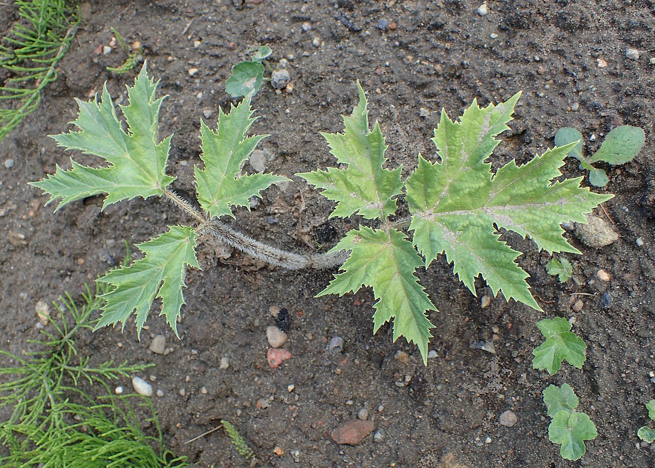 Giant hogweed