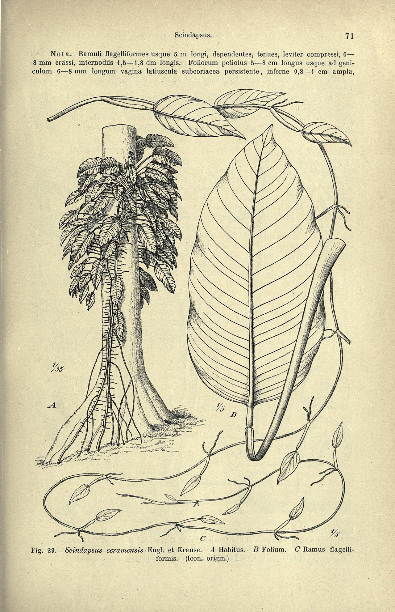 Epipremnum ceramense