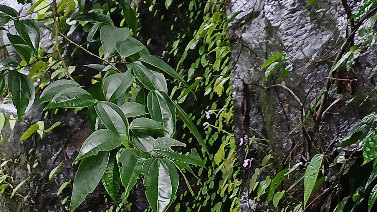 Stinkwood or stinking wood