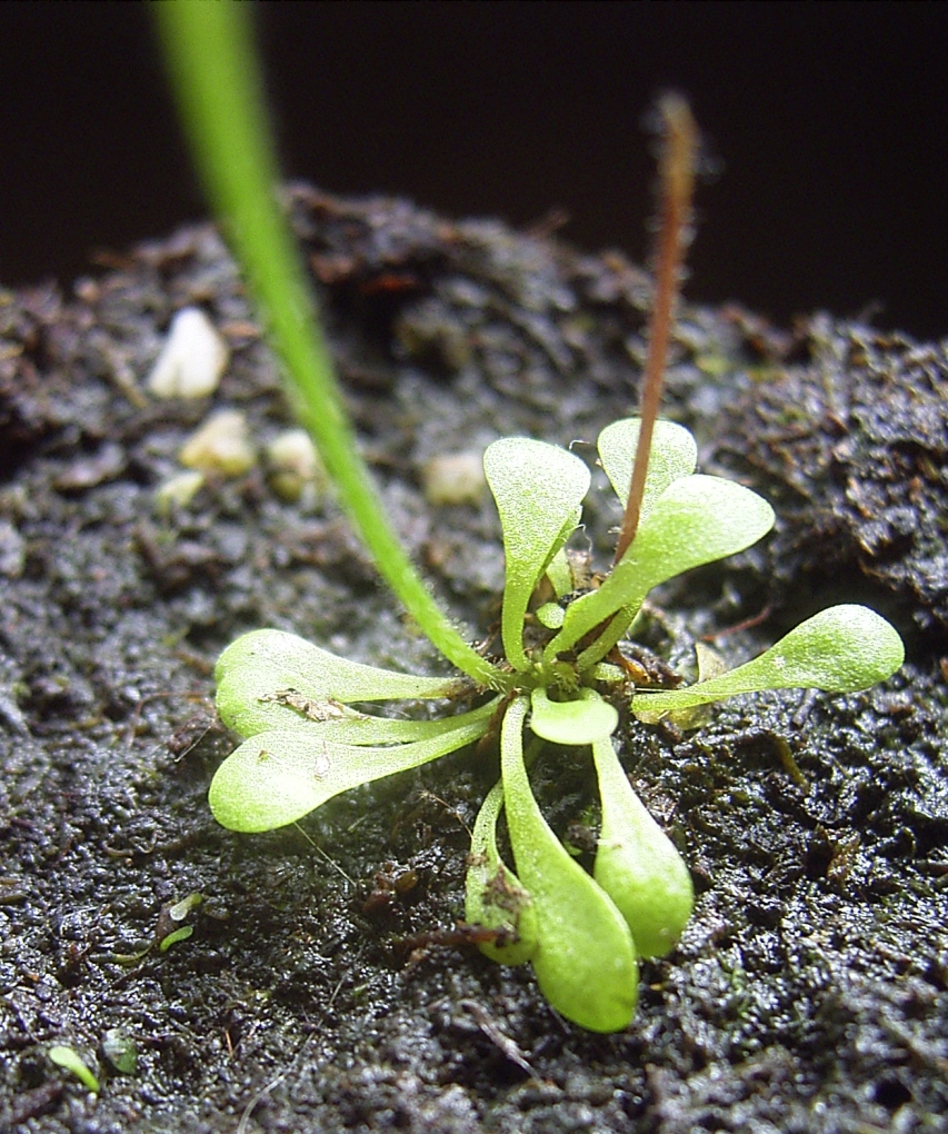 Genlisea lobata