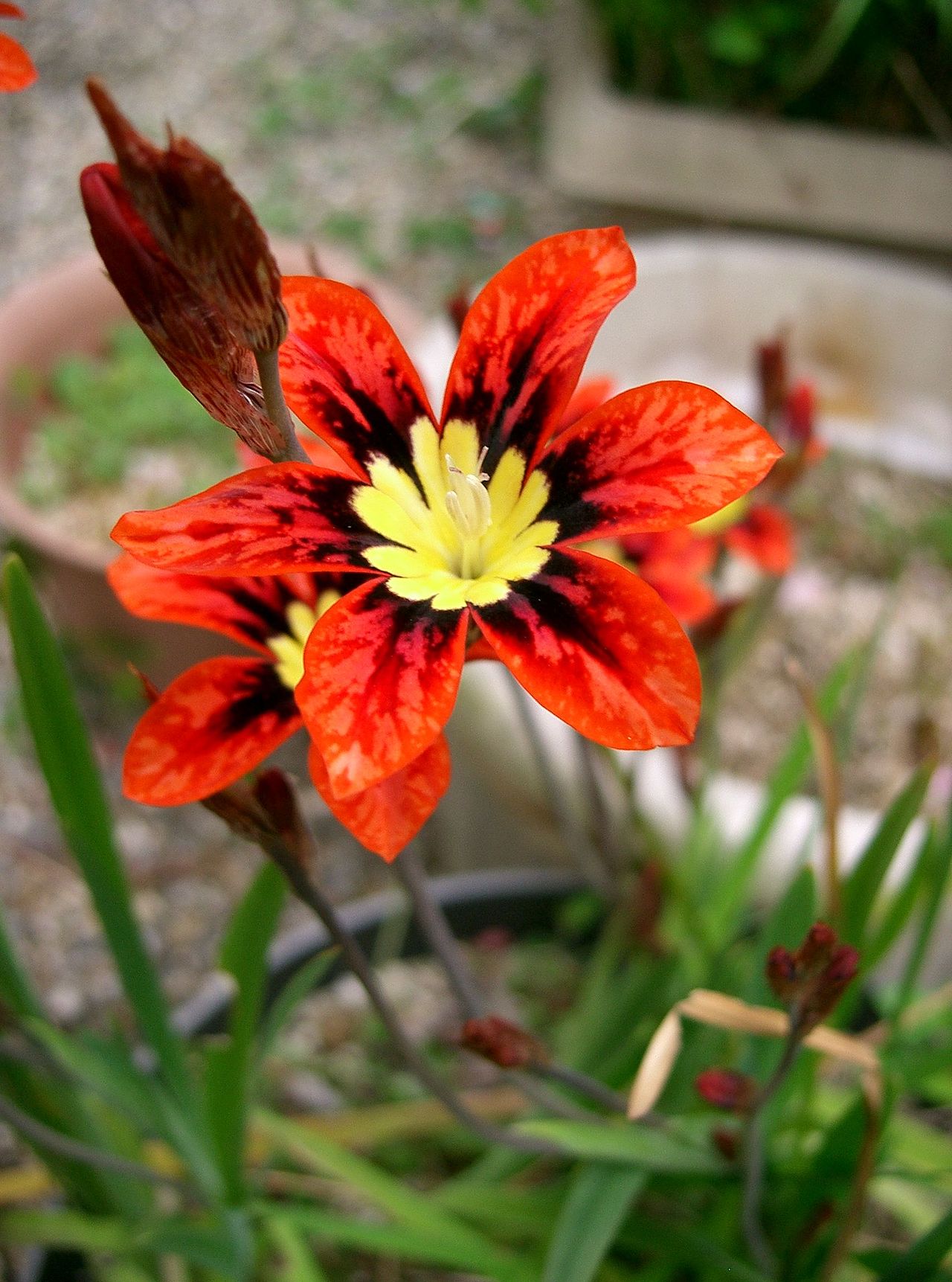 Sparaxis tricolor