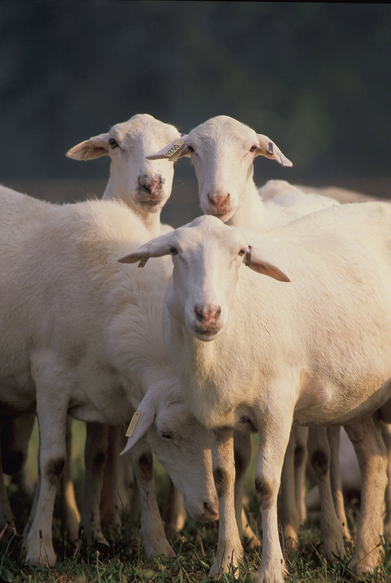 St. Croix sheep