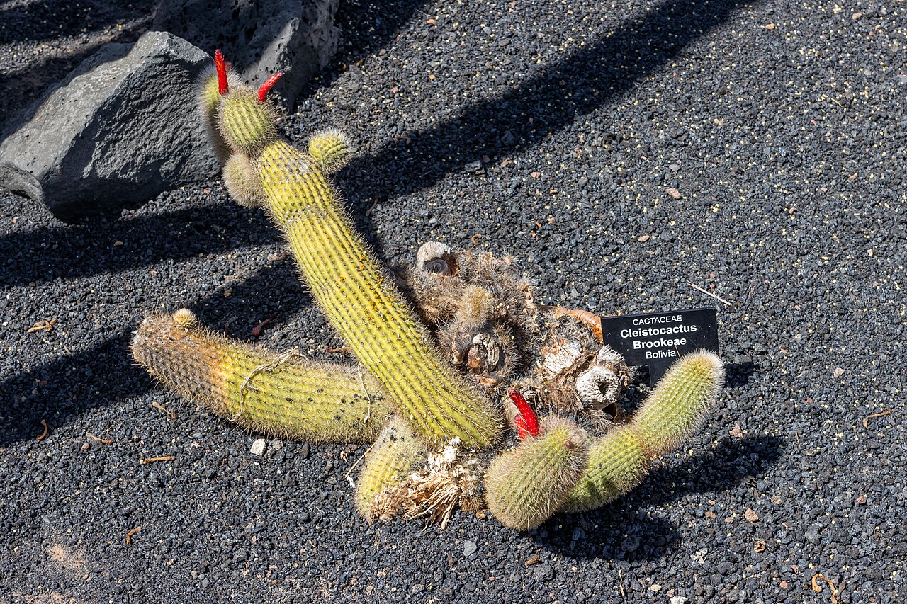 Cleistocactus brookeae