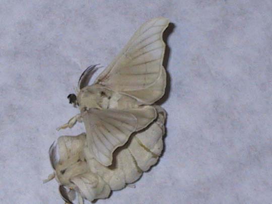 Silkworm