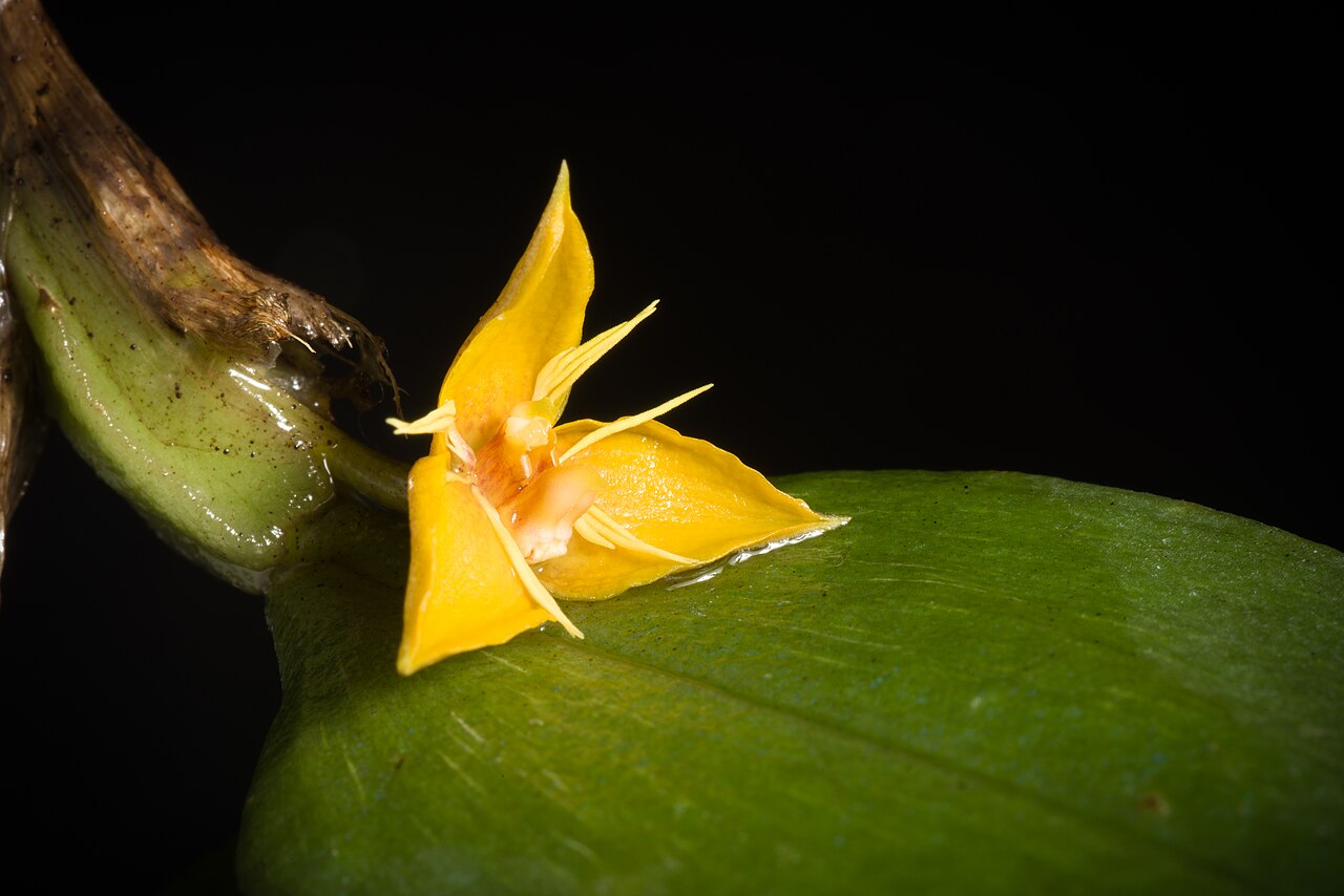 Bulbophyllum flavofimbriatum