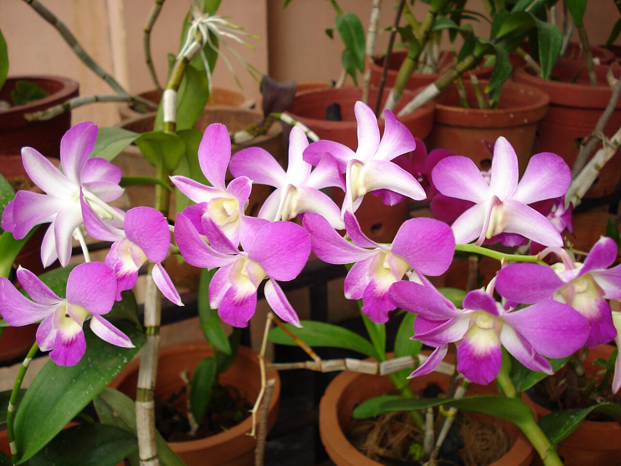 Herminium ophioglossoides