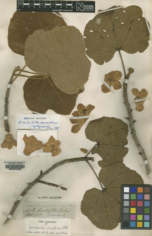 Red-flowered kurrajong