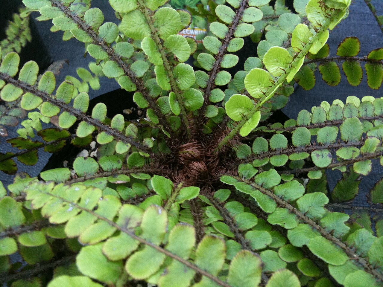 Cranfillia fluviatilis