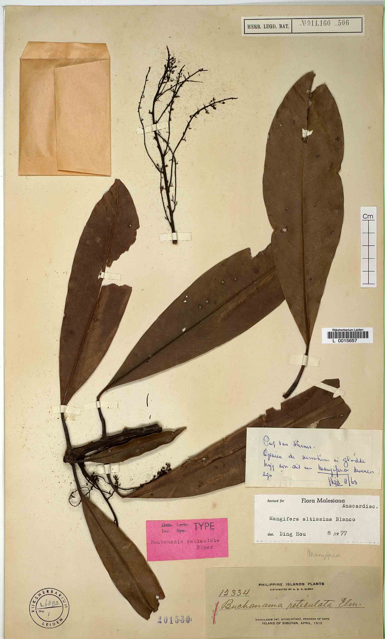 Mangifera altissima