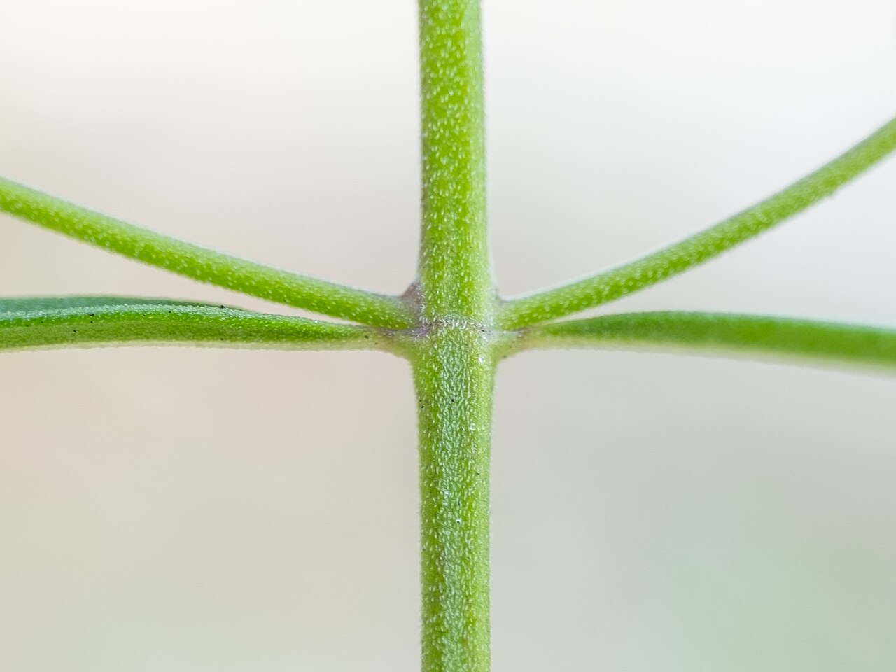 Dicerandra odaratissima