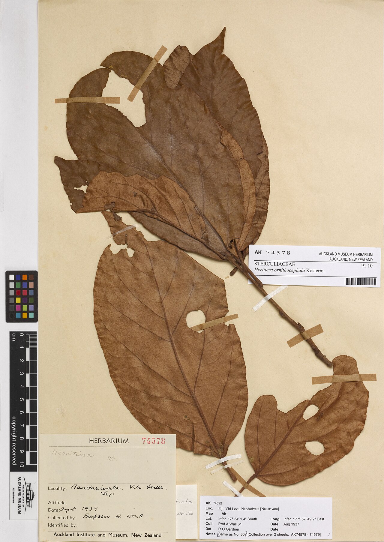 Heritiera ornithocephala