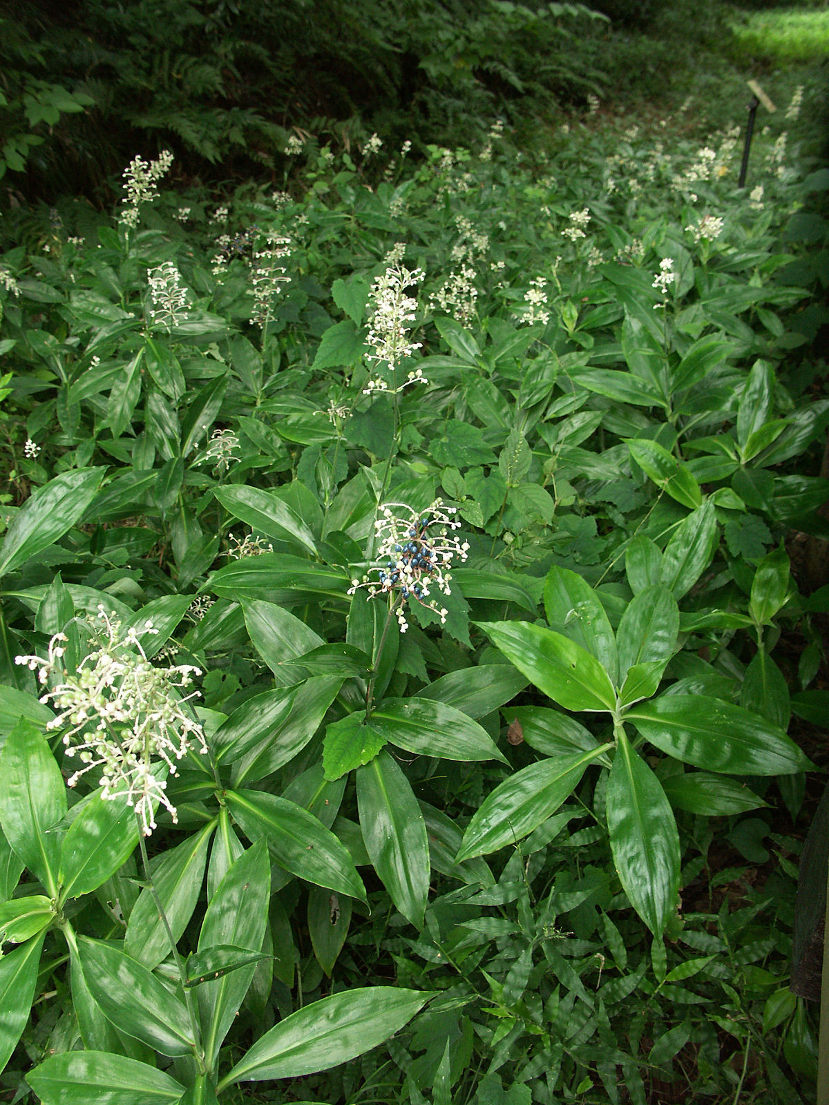 Pollia japonica