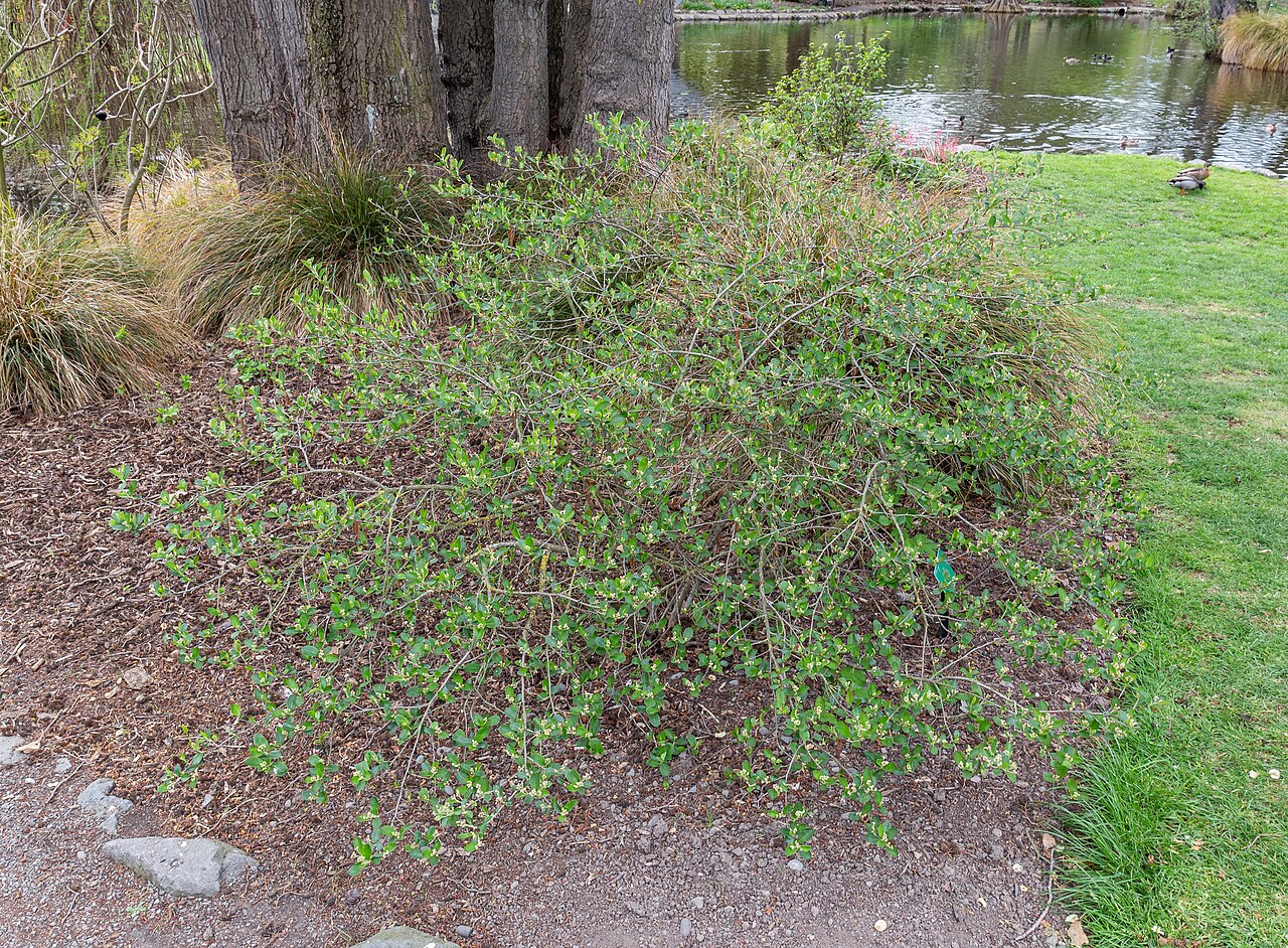 Aronia melanocarpa