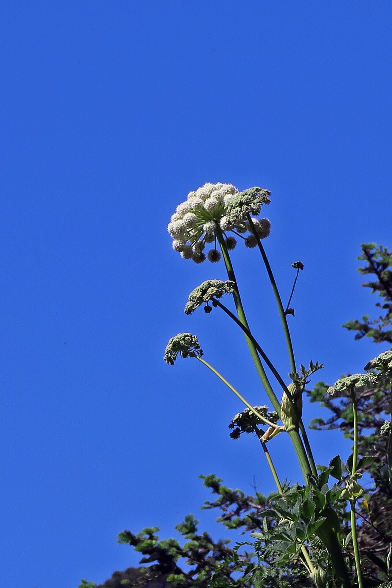 Angelica hendersonii