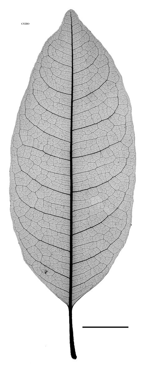 Aglaia cooperae